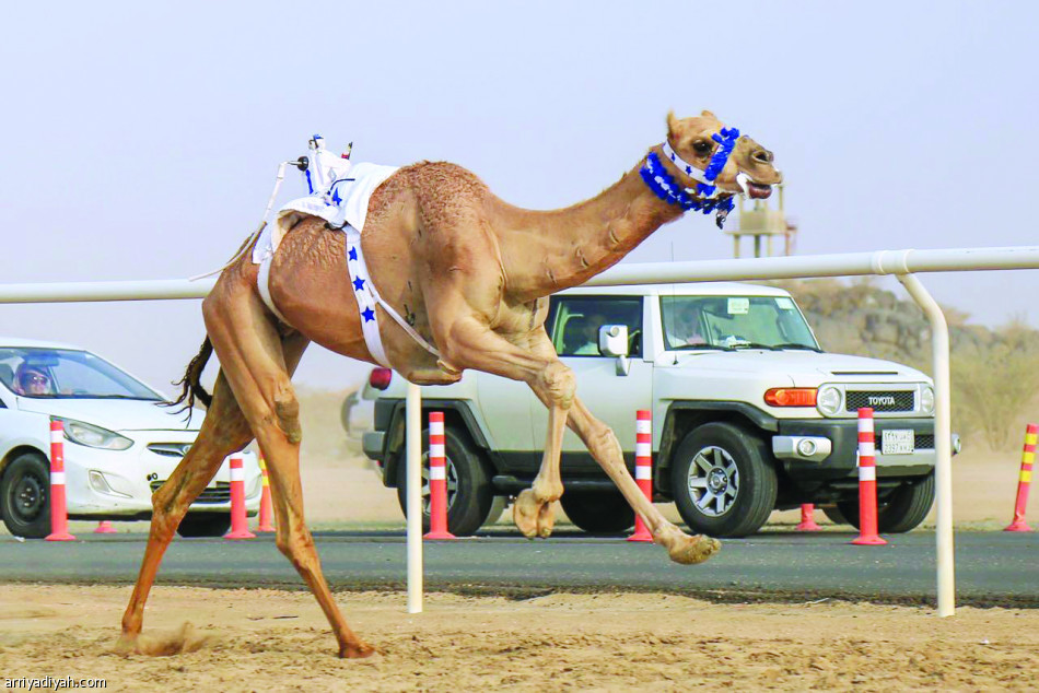 الراية
يقترب من اللقب.. ودلما تسجل أفضل توقيت